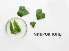 Клоны