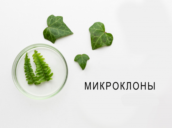 Клоны